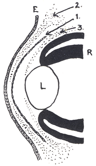 Ojo Sano