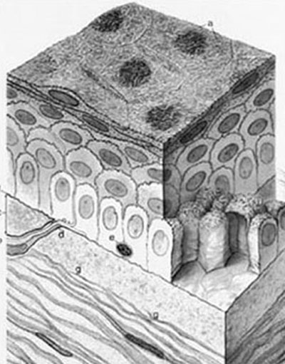 Ilustración de las Estructuras del Epitelio